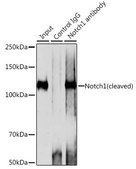Anti-Notch1 Antibody, clone 7L3V4, Rabbit Monoclonal