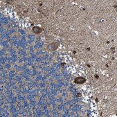 Anti-TMEM126B antibody produced in rabbit Prestige Antibodies&#174; Powered by Atlas Antibodies, affinity isolated antibody, buffered aqueous glycerol solution