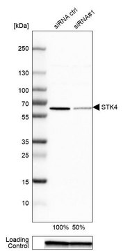 Anti-STK4 antibody produced in rabbit Prestige Antibodies&#174; Powered by Atlas Antibodies, affinity isolated antibody, buffered aqueous glycerol solution