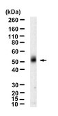 Anti-CD16a Antibody, clone 1E6 ZooMAb&#174; Rabbit Monoclonal recombinant, expressed in HEK 293 cells