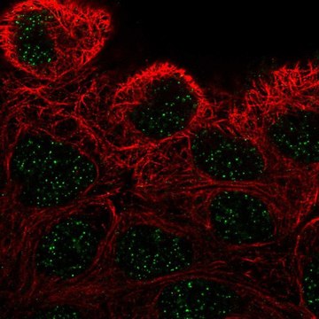 Anti-ZNF432 antibody produced in rabbit Prestige Antibodies&#174; Powered by Atlas Antibodies, affinity isolated antibody