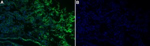 Anti-RAGE Antibody, clone 1I22 ZooMAb&#174; Rabbit Monoclonal recombinant, expressed in HEK 293 cells