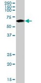 Anti-NARS antibody produced in mouse purified immunoglobulin, buffered aqueous solution