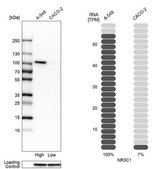 Anti-NR3C1 antibody produced in rabbit Prestige Antibodies&#174; Powered by Atlas Antibodies, affinity isolated antibody, buffered aqueous glycerol solution
