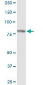 Anti-TRAP1 antibody produced in rabbit purified immunoglobulin, buffered aqueous solution