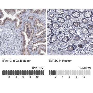 Anti-EVA1C antibody produced in rabbit Prestige Antibodies&#174; Powered by Atlas Antibodies, affinity isolated antibody, buffered aqueous glycerol solution