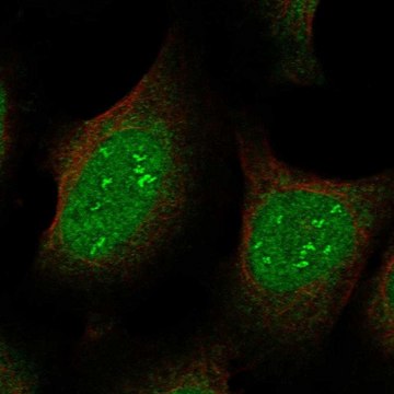 Anti-JAZF1 antibody produced in rabbit Prestige Antibodies&#174; Powered by Atlas Antibodies, affinity isolated antibody