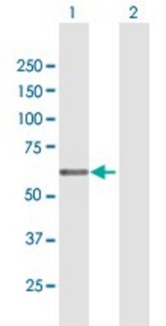 Anti-EGR2 antibody produced in mouse purified immunoglobulin, buffered aqueous solution