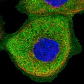 Anti-SNX9 antibody produced in rabbit Prestige Antibodies&#174; Powered by Atlas Antibodies, affinity isolated antibody, buffered aqueous glycerol solution