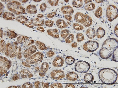 Monoclonal Anti-MUC4 antibody produced in mouse clone 5B12, purified immunoglobulin, buffered aqueous solution