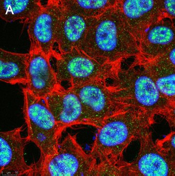 Anti-TET2 Antibody, clone 4L14 ZooMAb&#174; Rabbit Monoclonal recombinant, expressed in HEK 293 cells