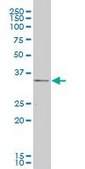 Monoclonal Anti-CXCR4, (N-terminal) antibody produced in mouse clone 2G9, purified immunoglobulin, buffered aqueous solution