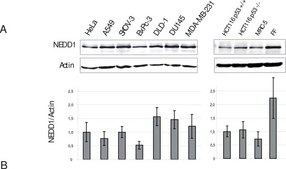 Anti-Actin Antibody, clone C4 ascites fluid, clone C4, Chemicon&#174;