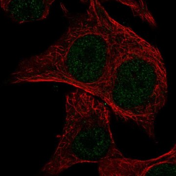 Anti-MSC antibody produced in rabbit Prestige Antibodies&#174; Powered by Atlas Antibodies, affinity isolated antibody