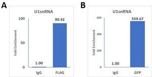 GFP, FLAG-tagged SNRNP70 mRNA