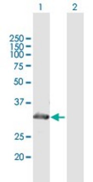Anti-MYOZ2 antibody produced in mouse purified immunoglobulin, buffered aqueous solution