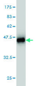Monoclonal Anti-SNAPC4 antibody produced in mouse clone 3F5, purified immunoglobulin, buffered aqueous solution