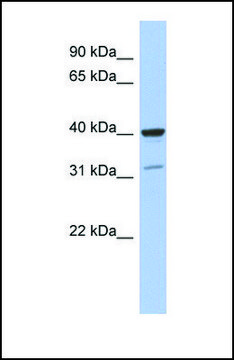 Anti-THPO antibody produced in rabbit affinity isolated antibody