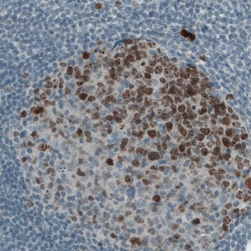 Monoclonal Anti-MKI67 antibody produced in mouse Prestige Antibodies&#174; Powered by Atlas Antibodies, clone CL1234, purified immunoglobulin, buffered aqueous glycerol solution