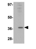 Anti-RSPO1 Antibody from rabbit, purified by affinity chromatography