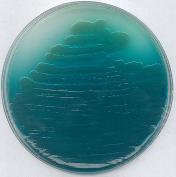 Pseudomonas agar P (base) suitable for microbiology