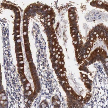 Anti-AMN antibody produced in rabbit Prestige Antibodies&#174; Powered by Atlas Antibodies, affinity isolated antibody, buffered aqueous glycerol solution