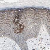 Anti-SEC16A antibody produced in rabbit Prestige Antibodies&#174; Powered by Atlas Antibodies, affinity isolated antibody, buffered aqueous glycerol solution