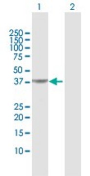 Anti-PIPOX antibody produced in rabbit purified immunoglobulin, buffered aqueous solution