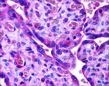 Anti-ACSL1 (AB1) antibody produced in rabbit affinity isolated antibody