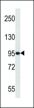 ANTI-PAPOLG (C-TERM) antibody produced in rabbit IgG fraction of antiserum, buffered aqueous solution