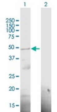 Anti-RP11-98F14.6 antibody produced in mouse purified immunoglobulin, buffered aqueous solution