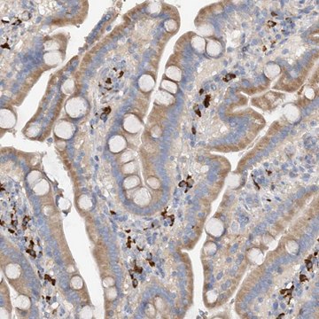 Anti-SLC5A11 antibody produced in rabbit Prestige Antibodies&#174; Powered by Atlas Antibodies, affinity isolated antibody, buffered aqueous glycerol solution