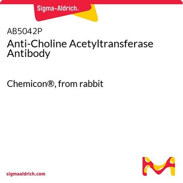 Anti-Choline Acetyltransferase Antibody Chemicon&#174;, from rabbit