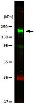 Anti-CDK12 Antibody from rabbit, purified by affinity chromatography