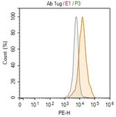 Anti-ATG3 Antibody, clone 3M21 ZooMAb&#174; Rabbit Monoclonal recombinant, expressed in HEK 293 cells
