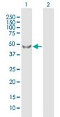 Anti-PDPK1 antibody produced in mouse purified immunoglobulin, buffered aqueous solution