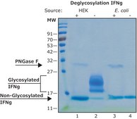 Interferon-&#947; human IFN-gamma, recombinant, expressed in HEK 293 cells, suitable for cell culture, endotoxin tested