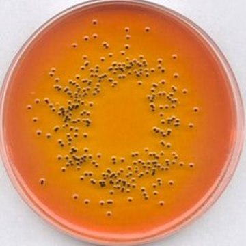 SS-Agar suitable for microbiology, NutriSelect&#174; Plus