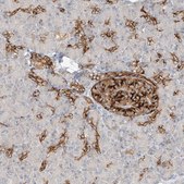 Anti-FSTL1 antibody produced in rabbit Prestige Antibodies&#174; Powered by Atlas Antibodies, affinity isolated antibody, buffered aqueous glycerol solution