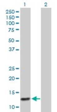 Anti-ABCC6 antibody produced in mouse purified immunoglobulin, buffered aqueous solution