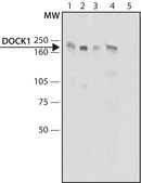 Anti-DOCK1 (C-terminal) antibody produced in rabbit ~1.5&#160;mg/mL, affinity isolated antibody, buffered aqueous solution