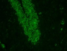 Anti-NeuN (rabbit) Antibody, Alexa Fluor&#8482; 488 Conjugate from rabbit, ALEXA FLUOR&#8482; 488