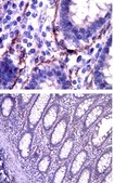 Anti-MT1-MMP Antibody, hinge region from rabbit, purified by affinity chromatography