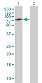 Anti-PTGS1 antibody produced in mouse purified immunoglobulin, buffered aqueous solution