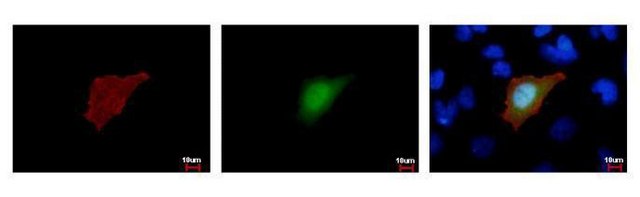 Monoclonal Anti-Strep Tag antibody produced in mouse clone GT517, affinity isolated antibody