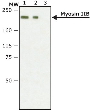 Anti-Myosin IIB, non-muscle antibody produced in rabbit affinity isolated antibody, buffered aqueous solution