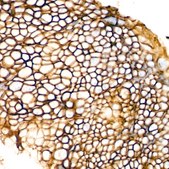 Anti-EpCAM Antibody, clone 2Y2E0, Rabbit Monoclonal