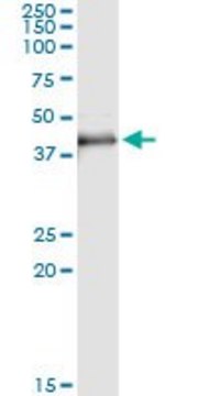 Monoclonal Anti-MAD2L1BP, (C-terminal) antibody produced in mouse clone 4B9, purified immunoglobulin, buffered aqueous solution
