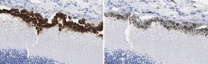 Anti-RPE65 Antibody, clone 2F8 ZooMAb&#174; Rabbit Monoclonal recombinant, expressed in HEK 293 cells