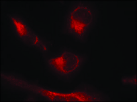Anti-phospho-MAPT (pSer356) antibody produced in rabbit affinity isolated antibody